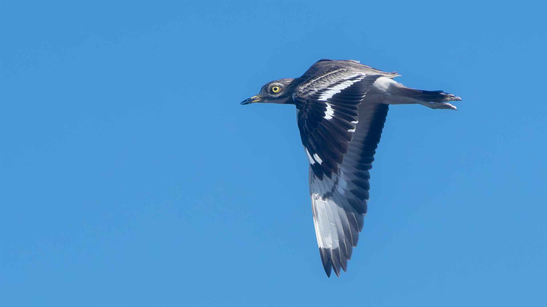 Eurasian Thick-knee